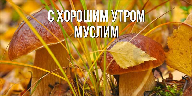 Открытка с именем, Муслим, С хорошим утром