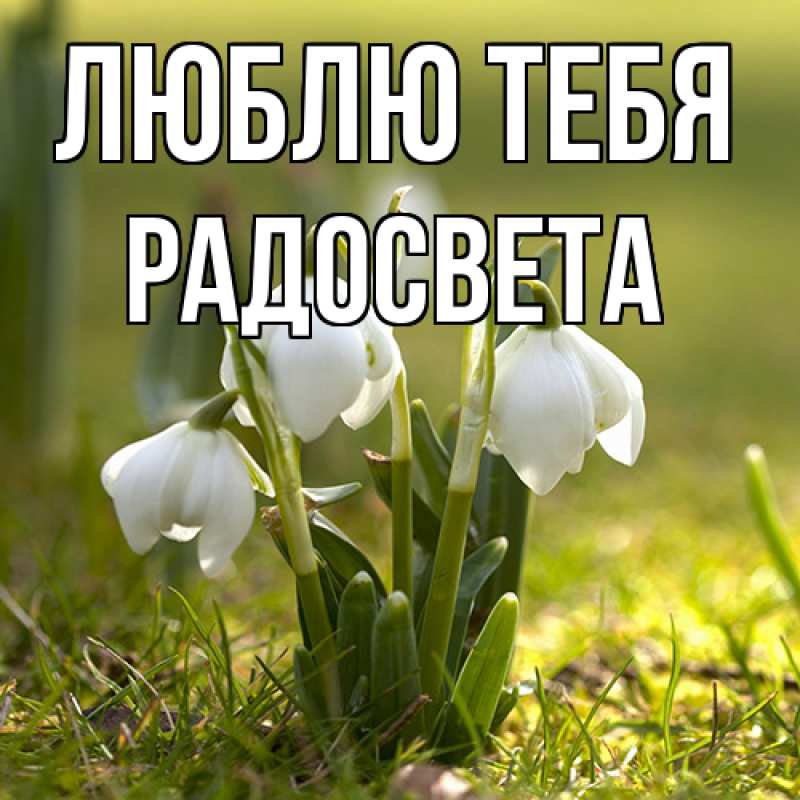 Картинка Люблю тебя, Радосвета