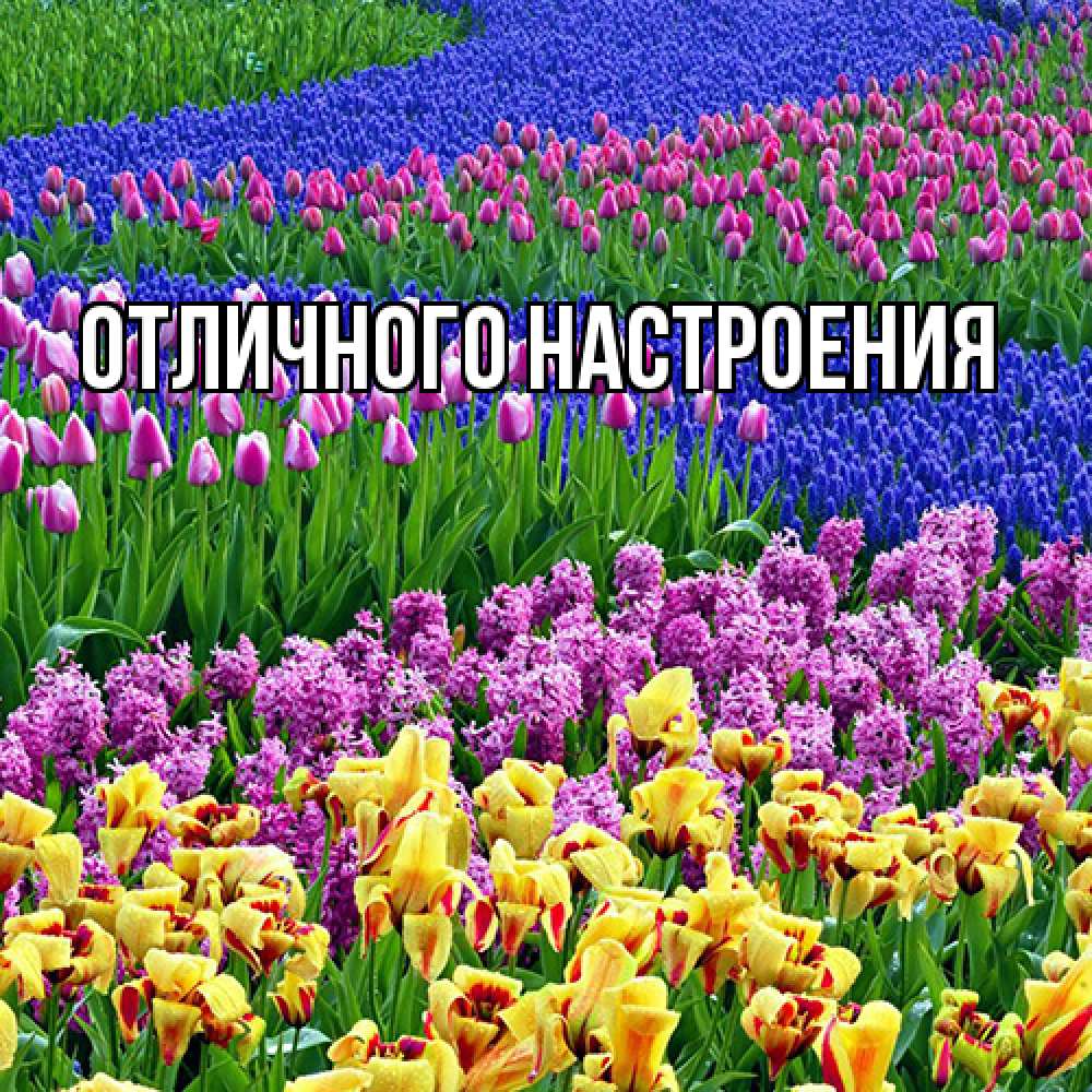 Открытка на каждый день с именем, Радосвета Люблю тебя цветы Прикольная открытка с пожеланием онлайн скачать бесплатно 