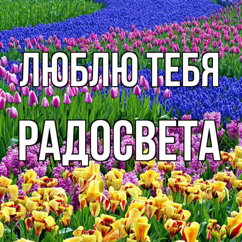 Картинка Люблю тебя, Радосвета