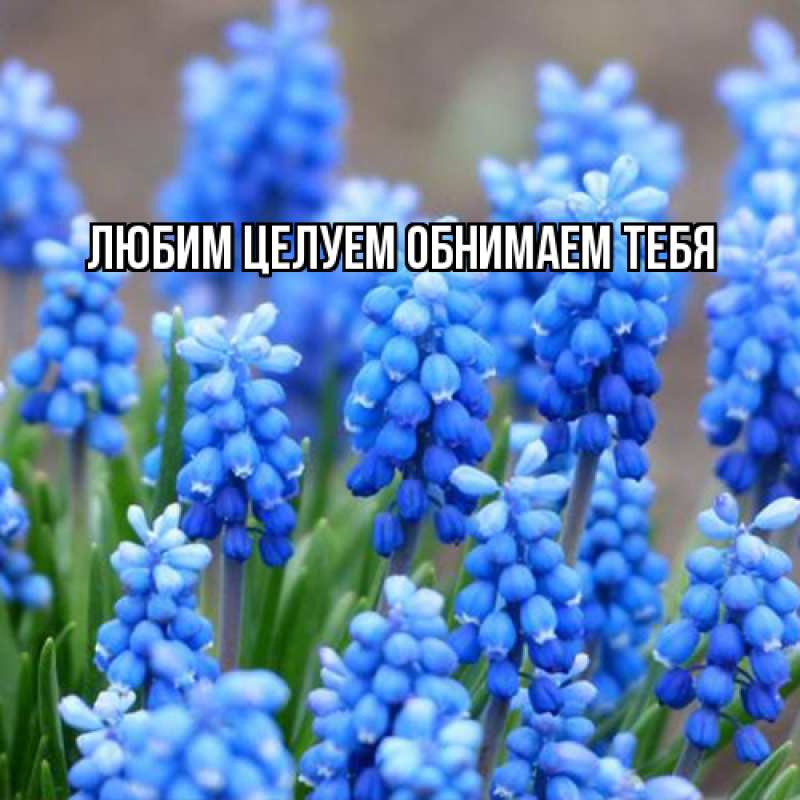 Картинка Люблю тебя, Ненаглядный мой