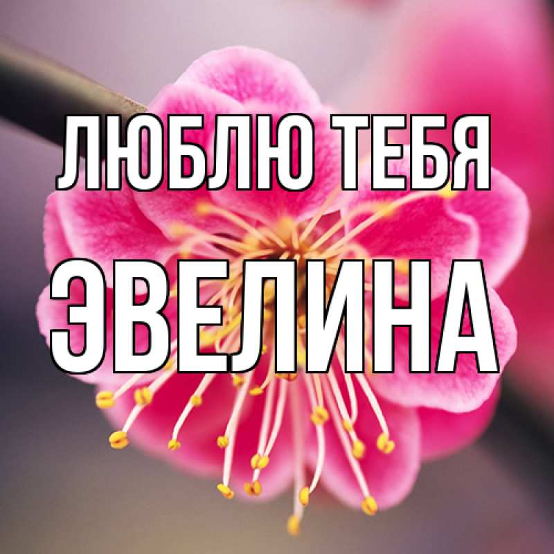 Открытка с именем, Эвелина, Люблю тебя