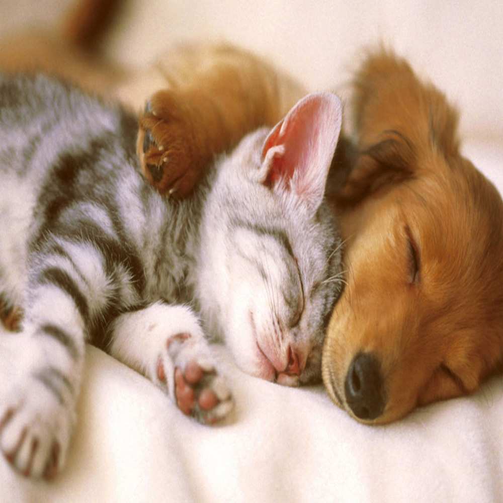 Открытка на каждый день с именем, Душа-моя Обнимашки пес и котенок Прикольная открытка с пожеланием онлайн скачать бесплатно 
