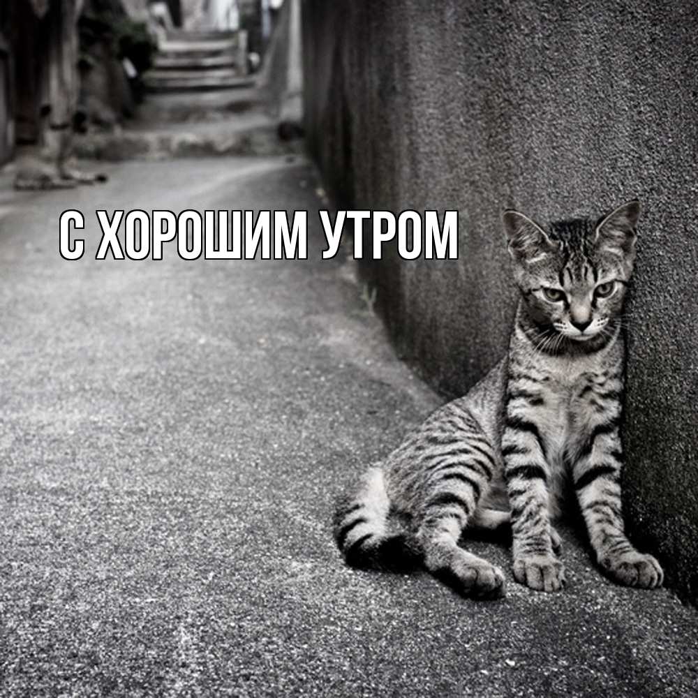 Открытка на каждый день с именем, Оксана Скучашки одиноко котику Прикольная открытка с пожеланием онлайн скачать бесплатно 