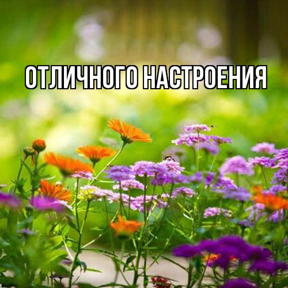 Открытка на каждый день с именем, Радосвета Люблю тебя цветы Прикольная открытка с пожеланием онлайн скачать бесплатно 