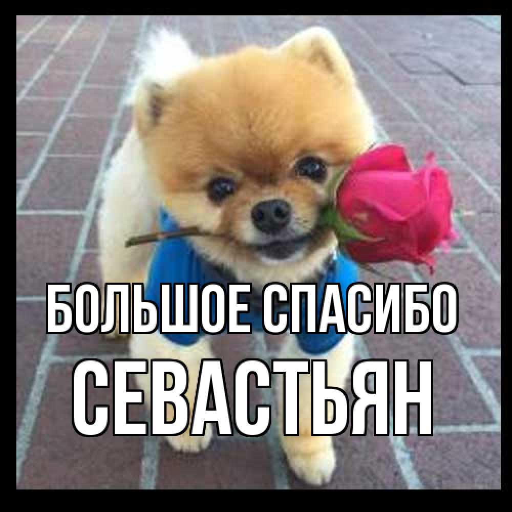 Открытка на каждый день с именем, Севастьян Большое спасибо спасибо и дарю тебе цветок Прикольная открытка с пожеланием онлайн скачать бесплатно 