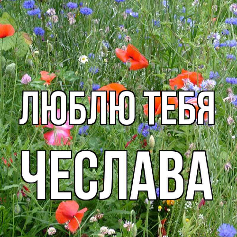 Картинка Люблю тебя, Чеслава