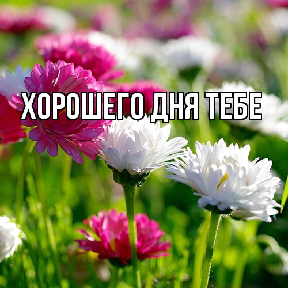 Открытка на каждый день с именем, Фархад Люблю тебя международный женский день 1 Прикольная открытка с пожеланием онлайн скачать бесплатно 