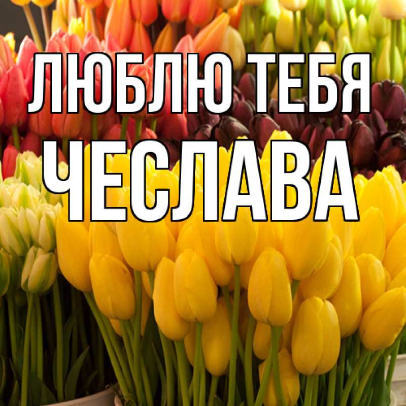 Картинка Люблю тебя, Чеслава