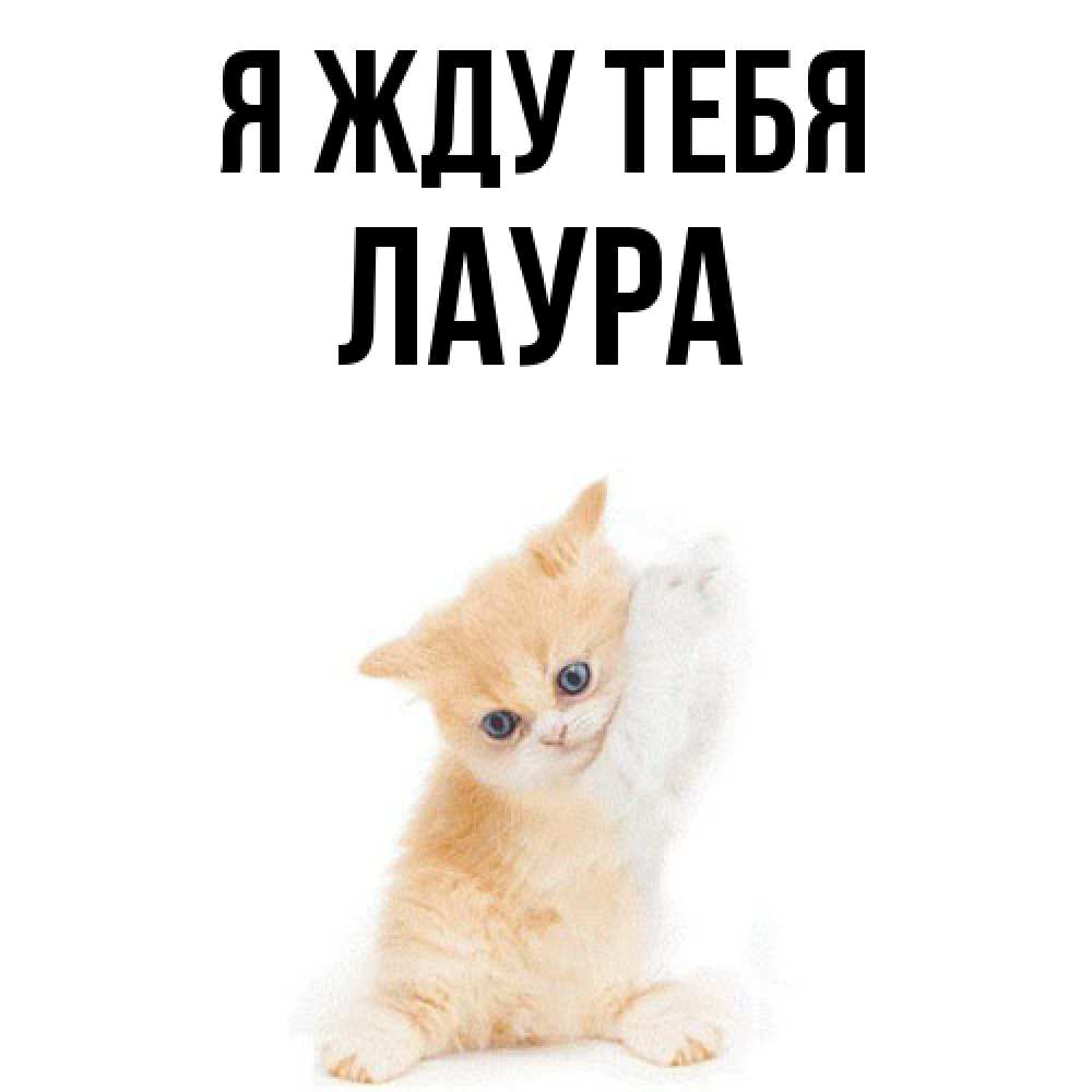 Открытка на каждый день с именем, Лаура Я жду тебя зверушки и милота Прикольная открытка с пожеланием онлайн скачать бесплатно 