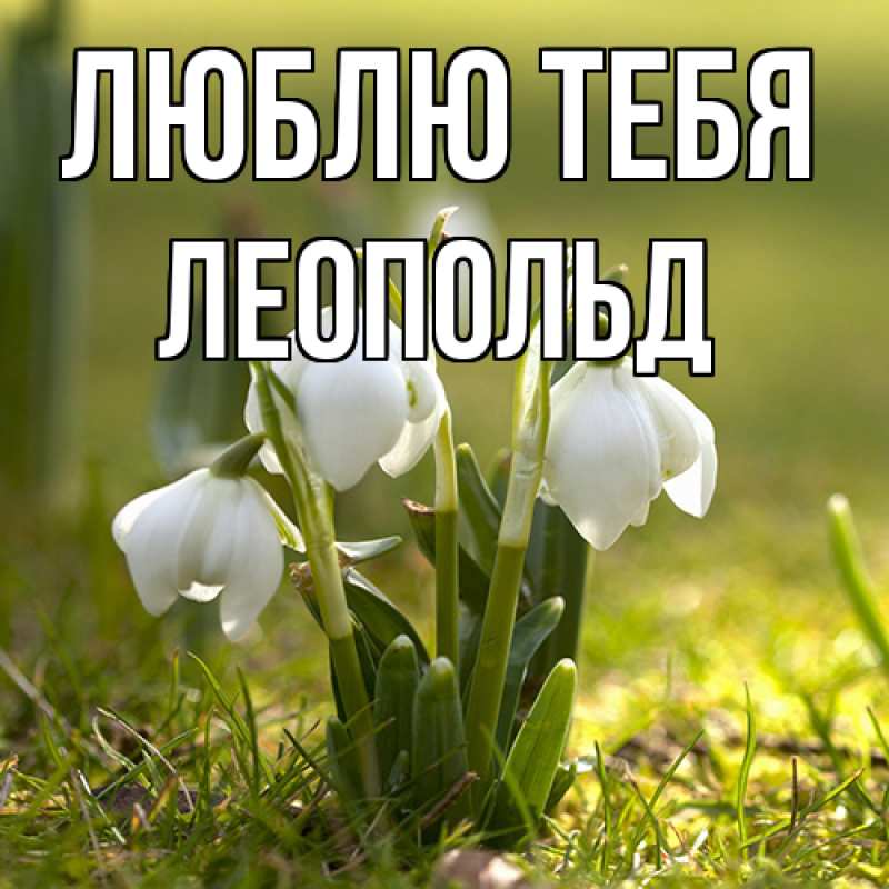 Картинка Люблю тебя, Леопольд