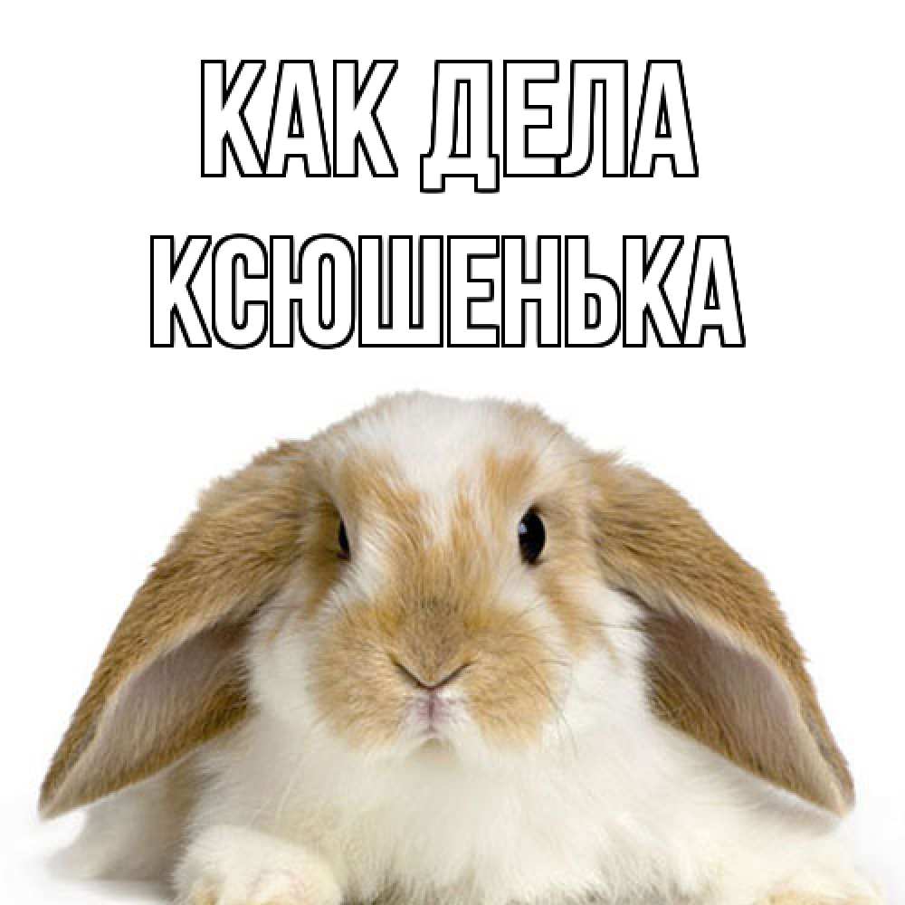 Открытка на каждый день с именем, Ксюшенька Как дела с животными Прикольная открытка с пожеланием онлайн скачать бесплатно 