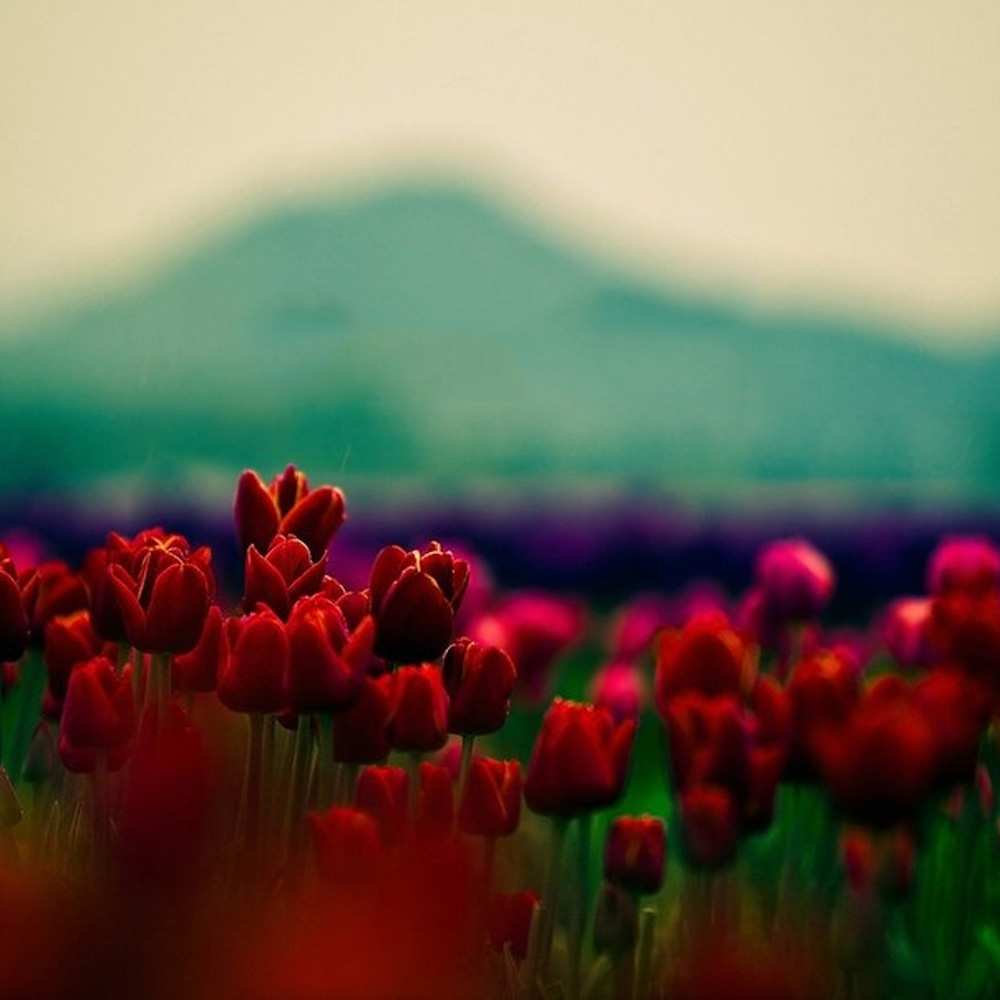 Открытка на каждый день с именем, Илья С любовью тебе тюльпаны 4 Прикольная открытка с пожеланием онлайн скачать бесплатно 