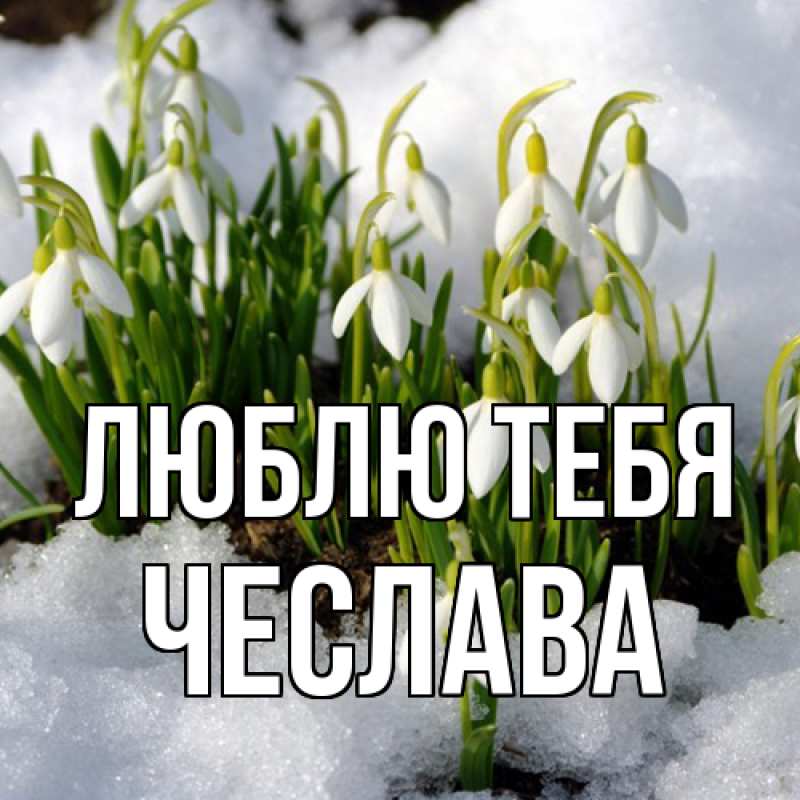 Картинка Люблю тебя, Чеслава