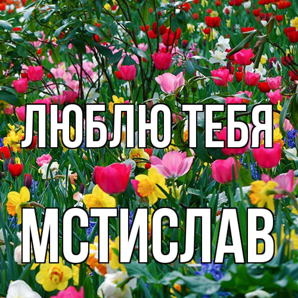 Открытка на каждый день с именем, Мстислав Люблю тебя с международным женским днем поздравления для женщины Прикольная открытка с пожеланием онлайн скачать бесплатно 