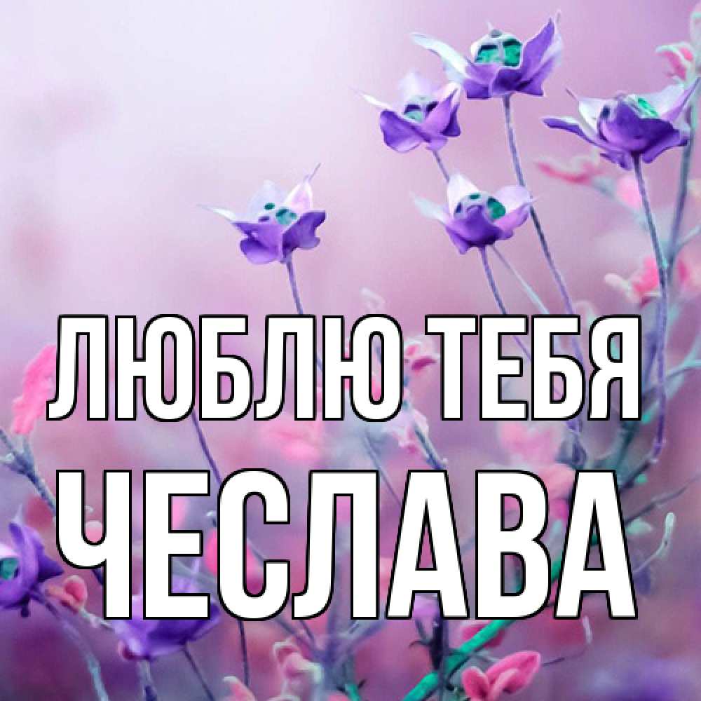 Открытка на каждый день с именем, Чеслава Люблю тебя международный женский день 2 Прикольная открытка с пожеланием онлайн скачать бесплатно 