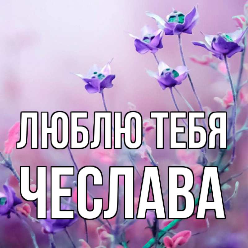 Картинка Люблю тебя, Чеслава