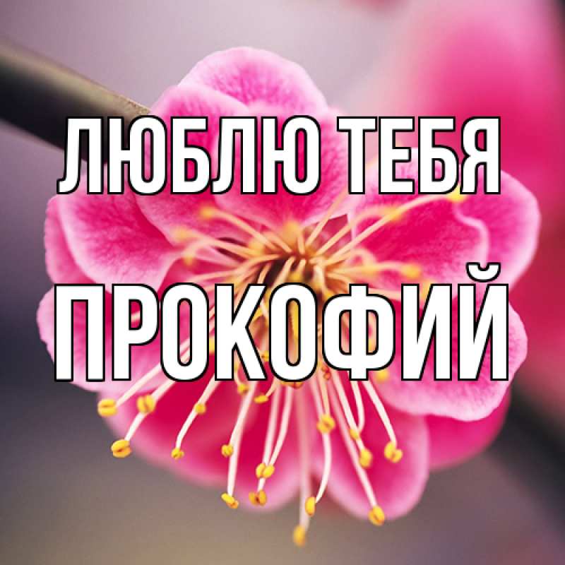 Картинка Люблю тебя, Прокофий