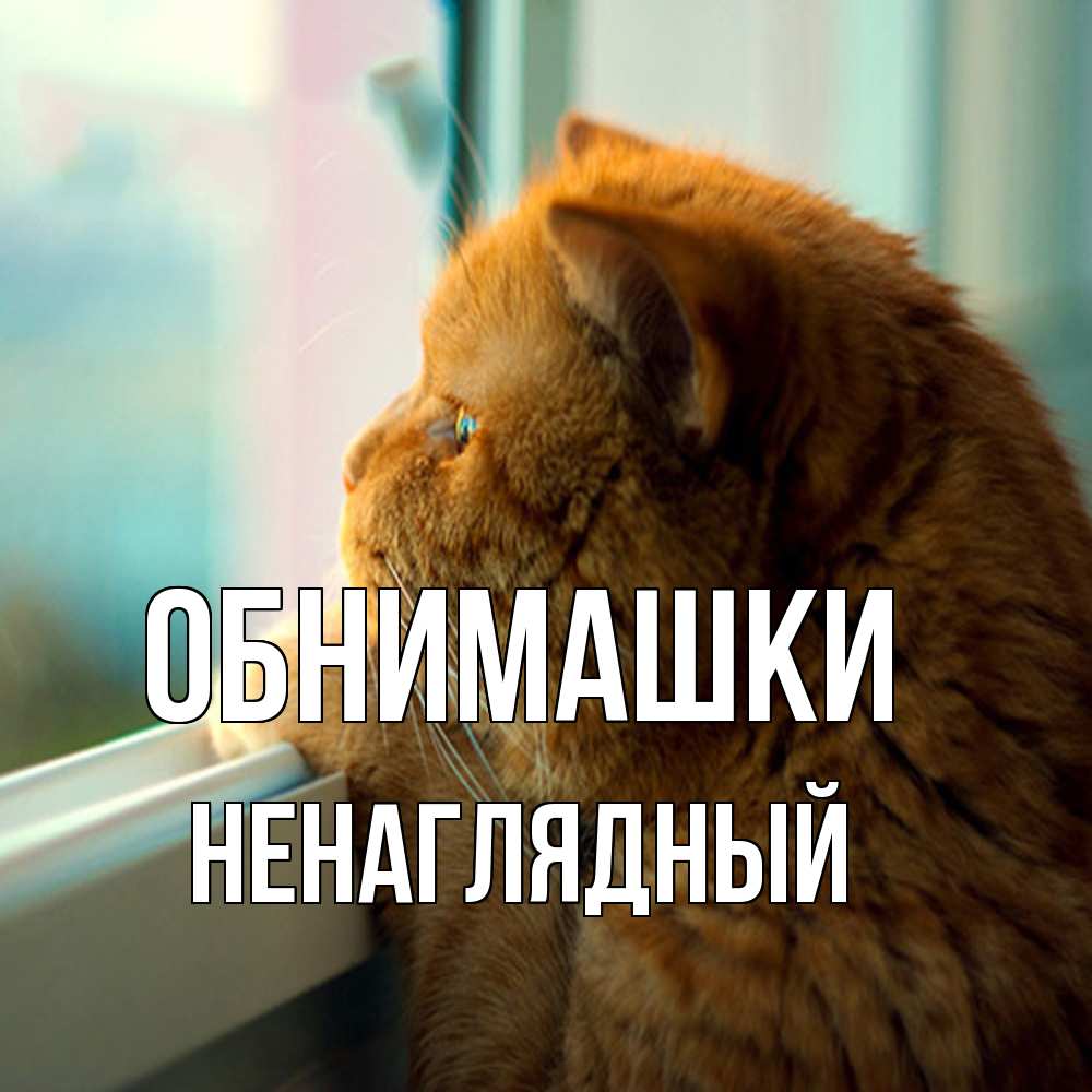 Открытка на каждый день с именем, Ненаглядный Обнимашки большой огромный рыжий котяра Прикольная открытка с пожеланием онлайн скачать бесплатно 