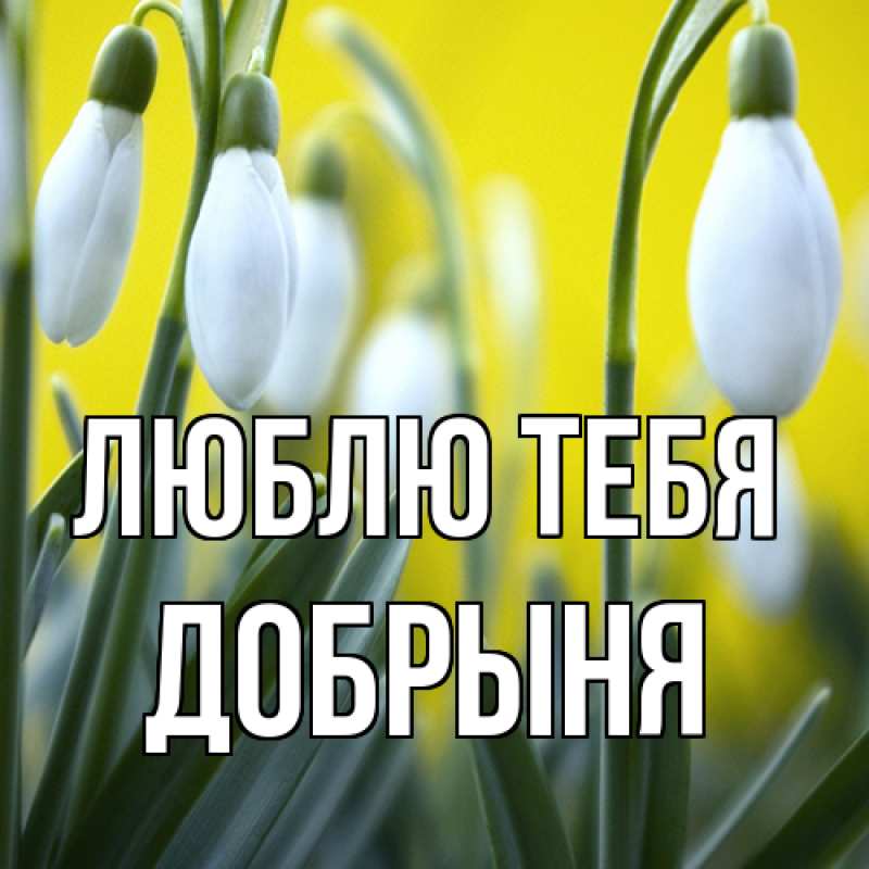 Картинка Люблю тебя, Добрыня