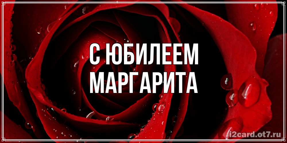 Открытка на каждый день с именем, Маргарита C юбилеем крупная бордовая роза Прикольная открытка с пожеланием онлайн скачать бесплатно 