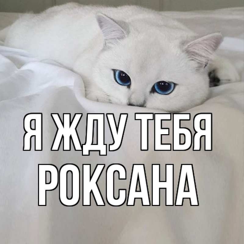 Картинка Я жду тебя, Роксана