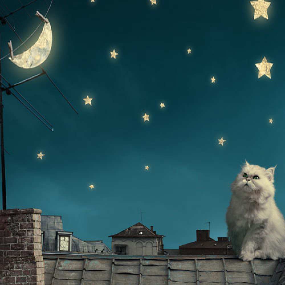 Открытка на каждый день с именем, Илья Доброй ночи белый кот сидит на крыше Прикольная открытка с пожеланием онлайн скачать бесплатно 