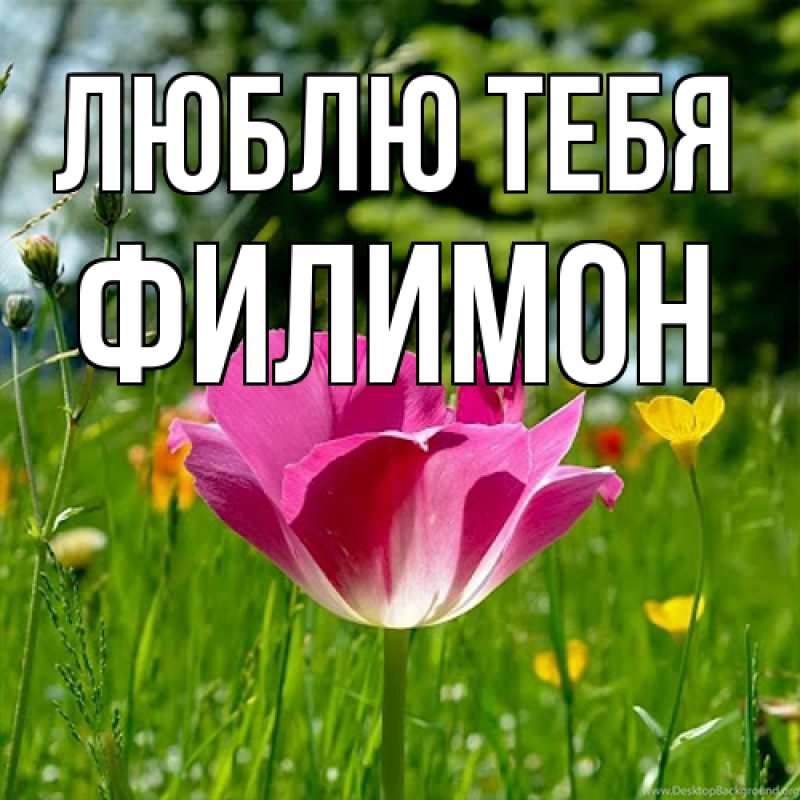 Картинка Люблю тебя, Филимон