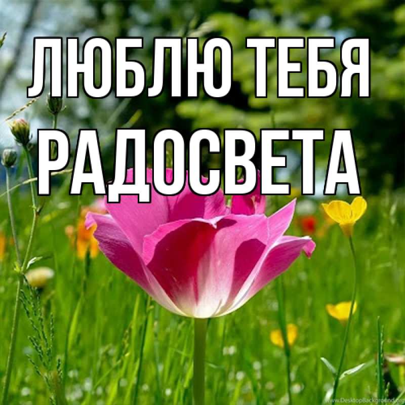 Картинка Люблю тебя, Радосвета