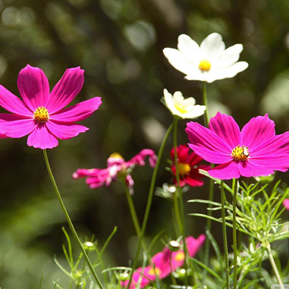 Открытка на каждый день с именем, Дамир Люблю тебя цветы Прикольная открытка с пожеланием онлайн скачать бесплатно 