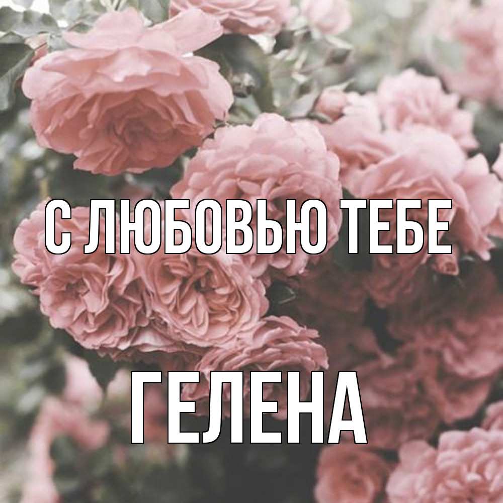 Открытка на каждый день с именем, Гелена С любовью тебе розы 3 Прикольная открытка с пожеланием онлайн скачать бесплатно 