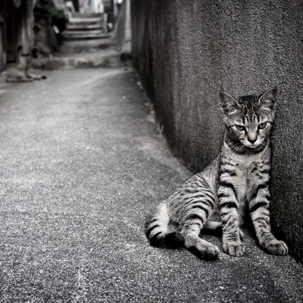 Открытка на каждый день с именем, Илья Не грусти все будет хорошо скучающий котик Прикольная открытка с пожеланием онлайн скачать бесплатно 