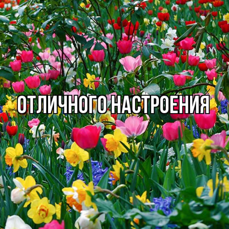 Картинка Люблю тебя, Радосвета