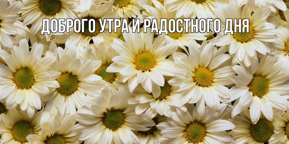 Открытка на каждый день с именем, Прокофий Отличного настроения крупные ромашки Прикольная открытка с пожеланием онлайн скачать бесплатно 