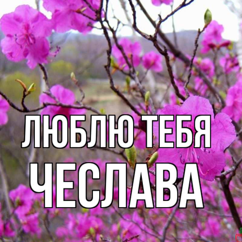 Картинка Люблю тебя, Чеслава