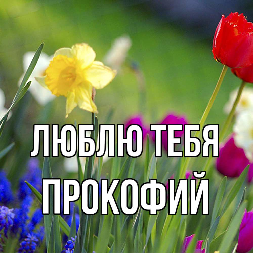 Открытка на каждый день с именем, Прокофий Люблю тебя международный женский день 3 Прикольная открытка с пожеланием онлайн скачать бесплатно 