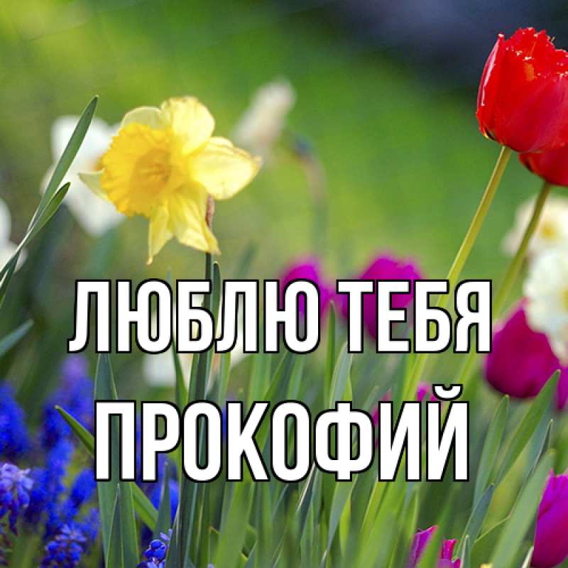 Картинка Люблю тебя, Прокофий