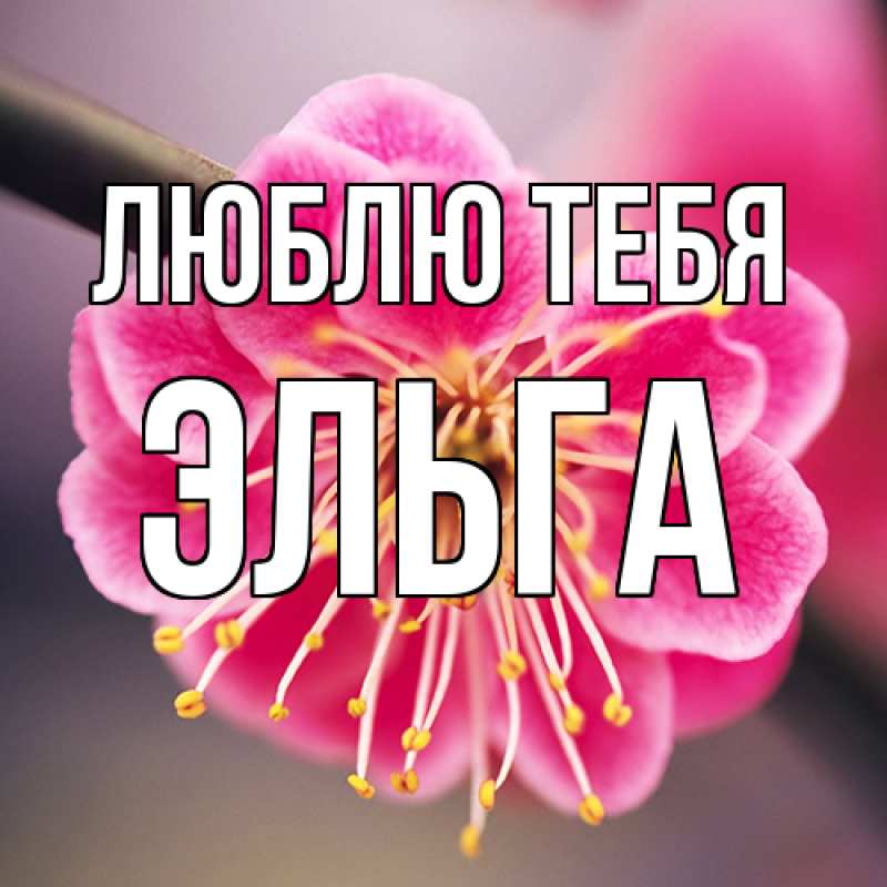 Картинка Люблю тебя, Эльга