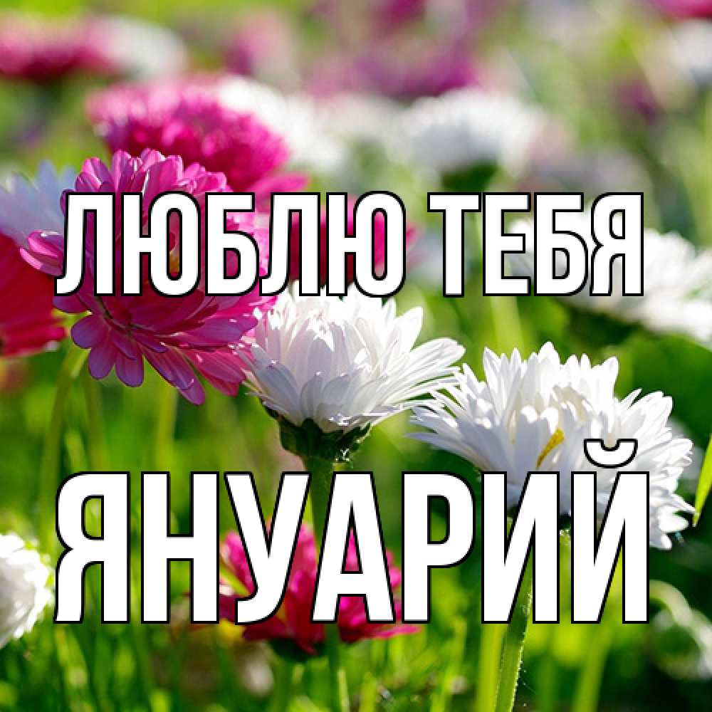 Открытка на каждый день с именем, Януарий Люблю тебя международный женский день 1 Прикольная открытка с пожеланием онлайн скачать бесплатно 