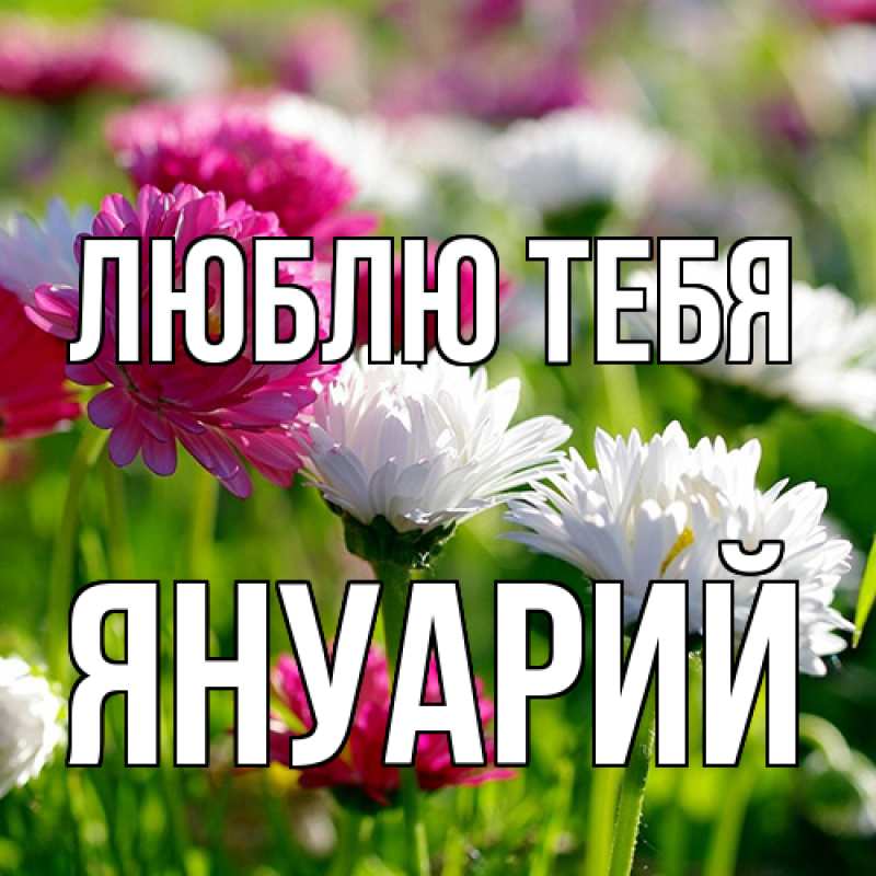 Картинка Люблю тебя, Януарий