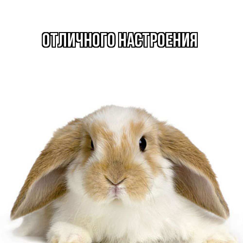 Открытка на каждый день с именем, Ненаглядный Как дела с животными Прикольная открытка с пожеланием онлайн скачать бесплатно 