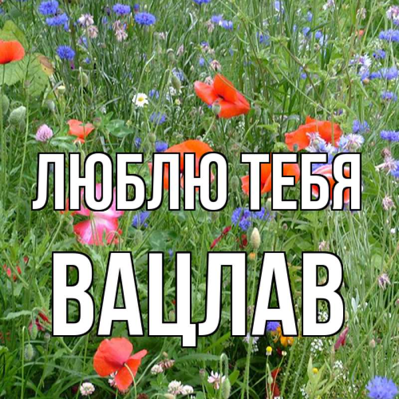 Открытка с именем, Вацлав, Люблю тебя