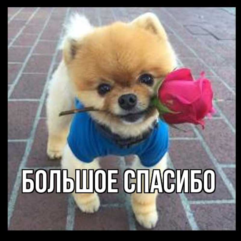 Картинка Большое спасибо, 