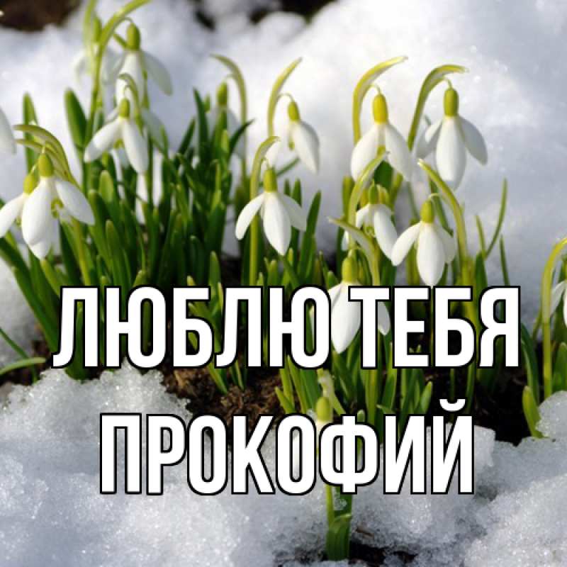 Картинка Люблю тебя, Прокофий