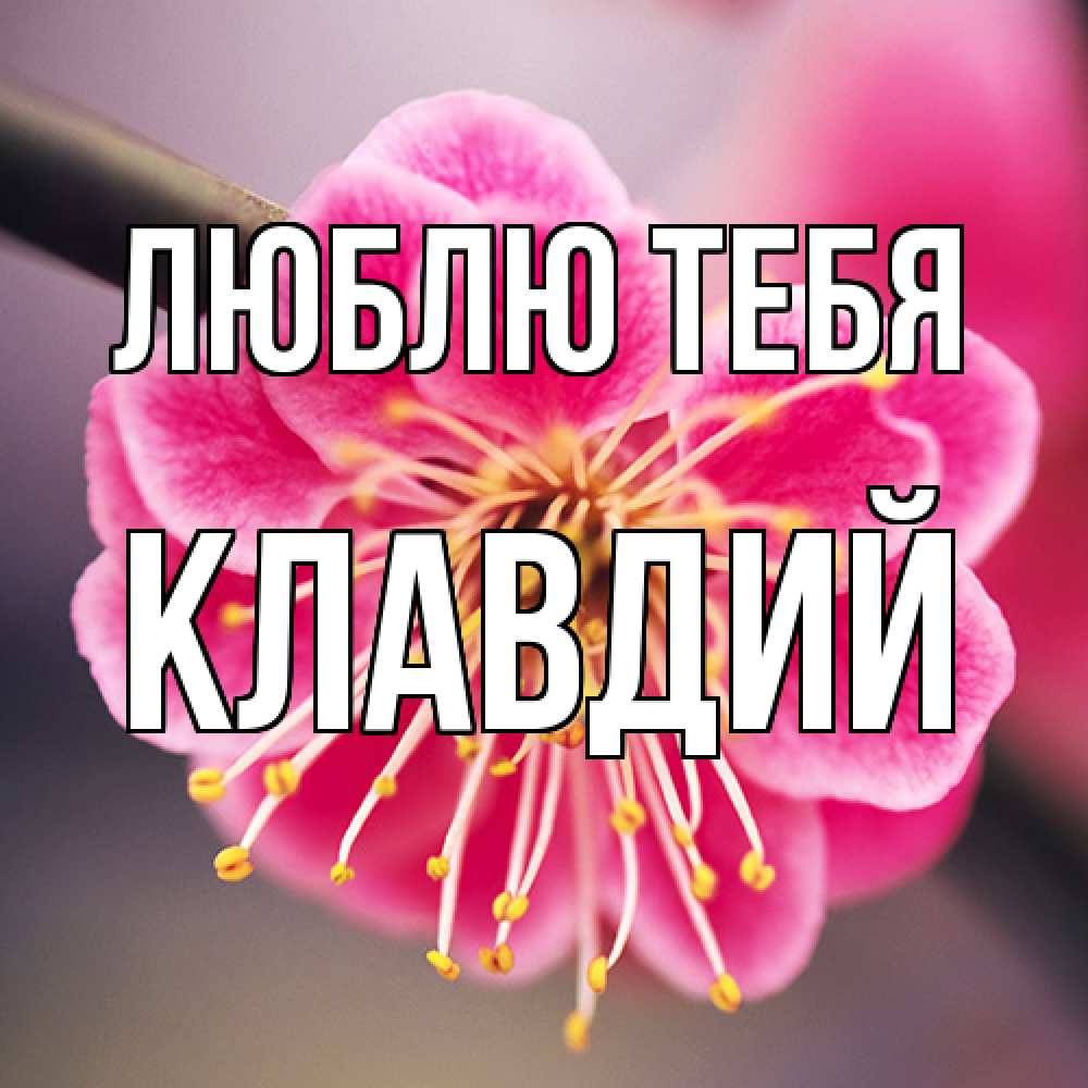Открытка на каждый день с именем, Клавдий Люблю тебя цветы Прикольная открытка с пожеланием онлайн скачать бесплатно 