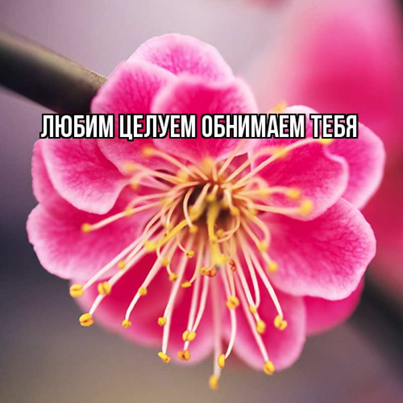 Картинка Люблю тебя, Ненаглядный мой