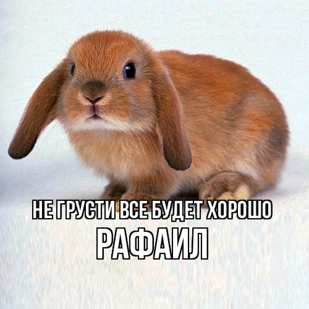 Открытка на каждый день с именем, Рафаил Не грусти все будет хорошо рыжий зая Прикольная открытка с пожеланием онлайн скачать бесплатно 