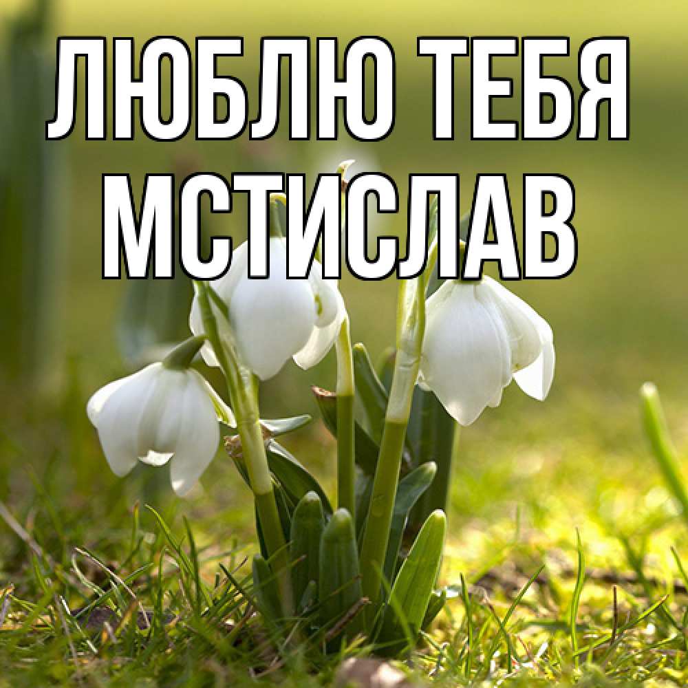 Открытка на каждый день с именем, Мстислав Люблю тебя ранние цветы 2 Прикольная открытка с пожеланием онлайн скачать бесплатно 