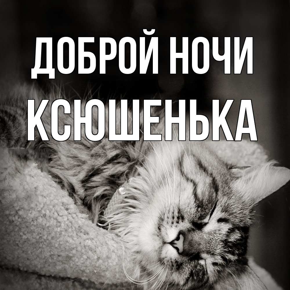 Открытка на каждый день с именем, Ксюшенька Доброй ночи котярик пушистый Прикольная открытка с пожеланием онлайн скачать бесплатно 