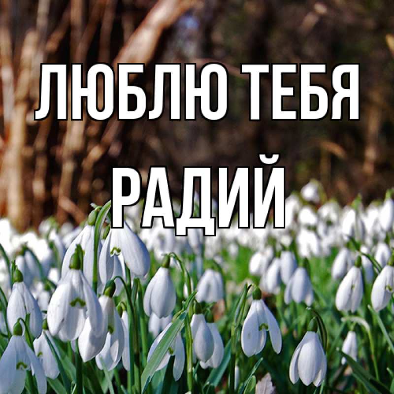Картинка Люблю тебя, Радий
